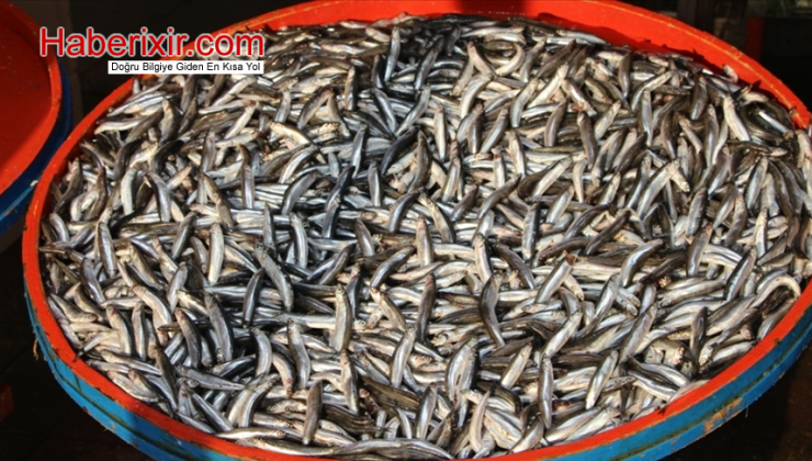 Hamsi Bolluğu Sofralar Şenlenecek!
